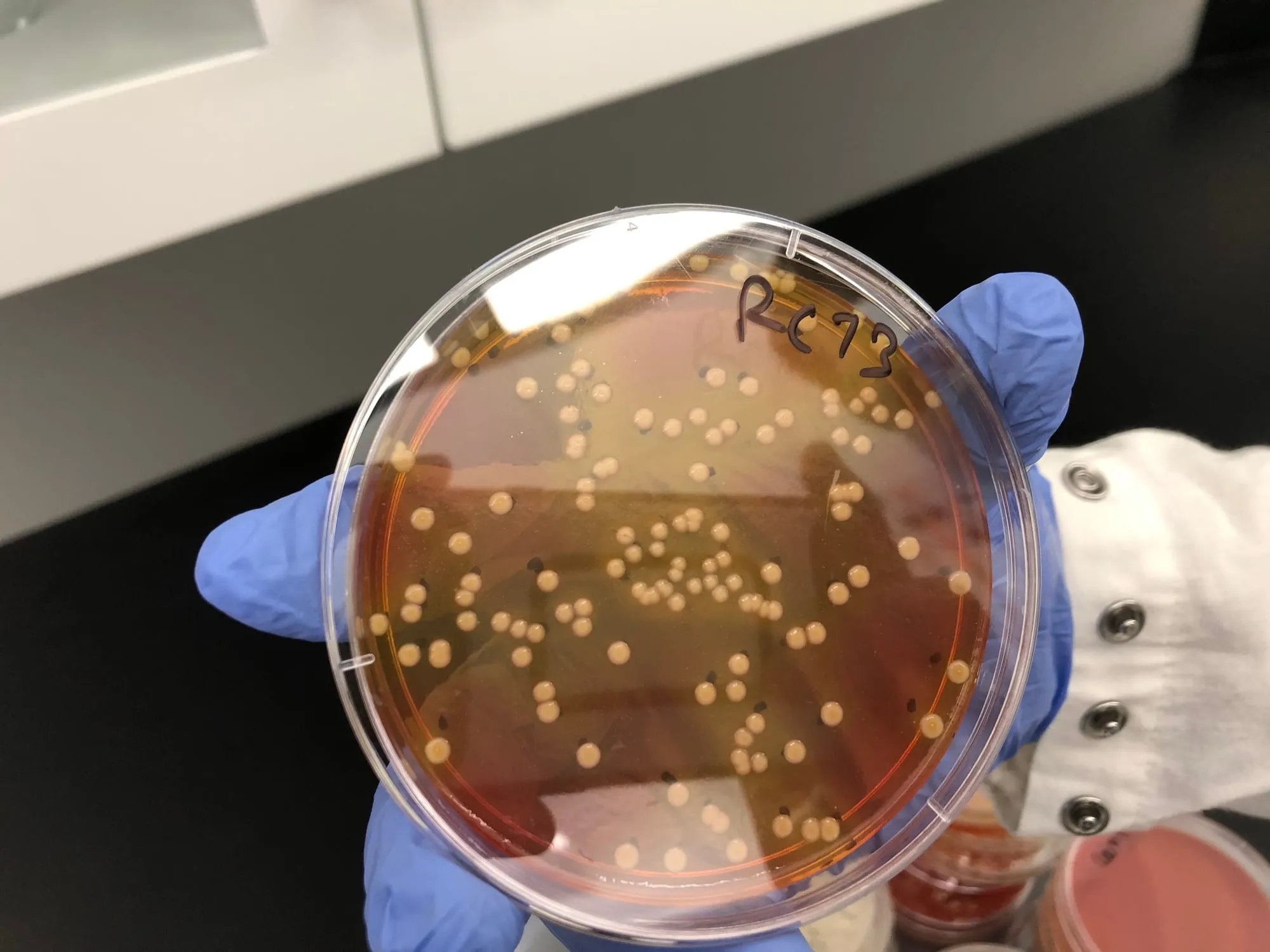 Bacterial colonies growing on an agar plate