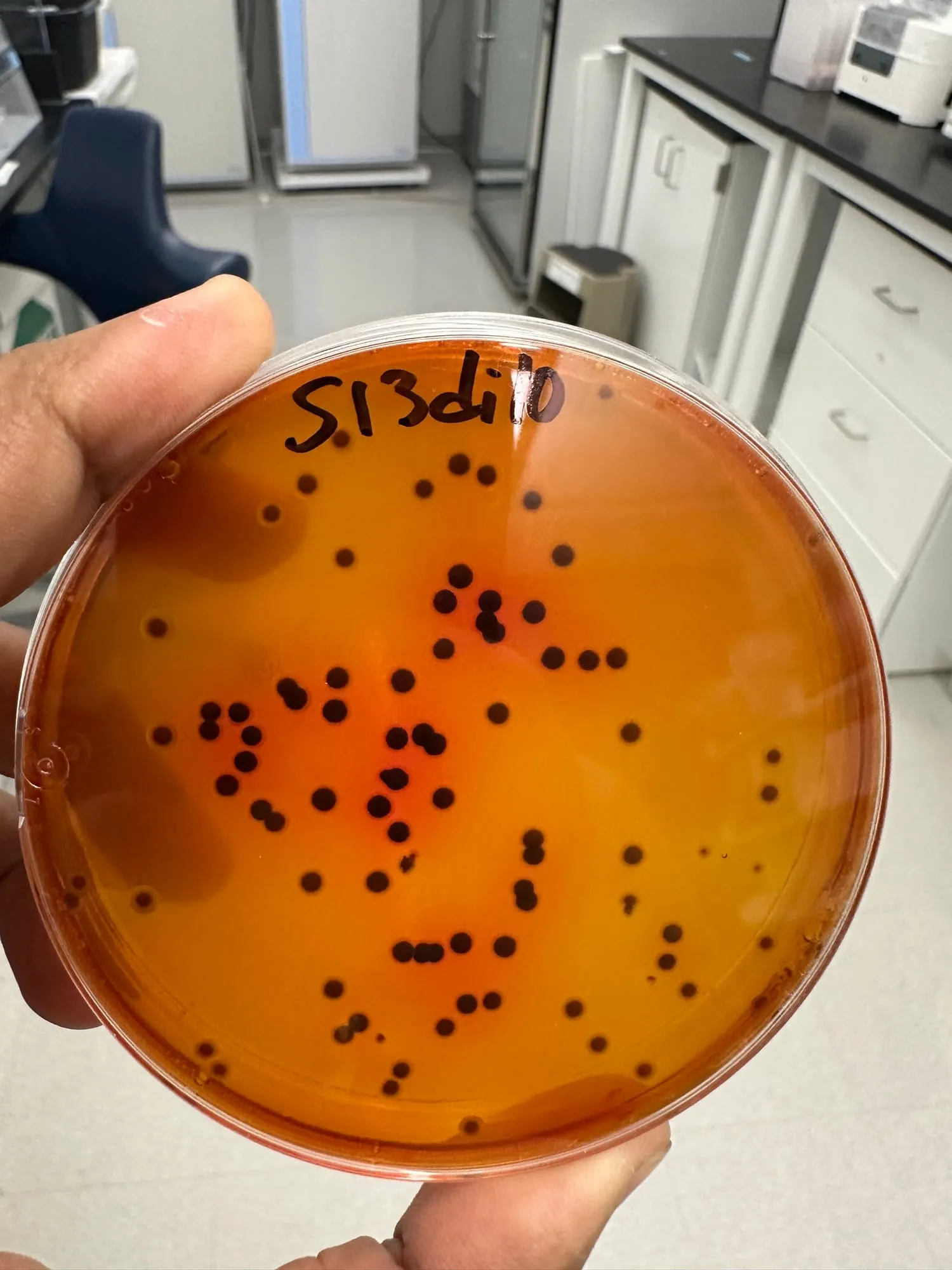 Selective agar plate with dark bacterial colonies