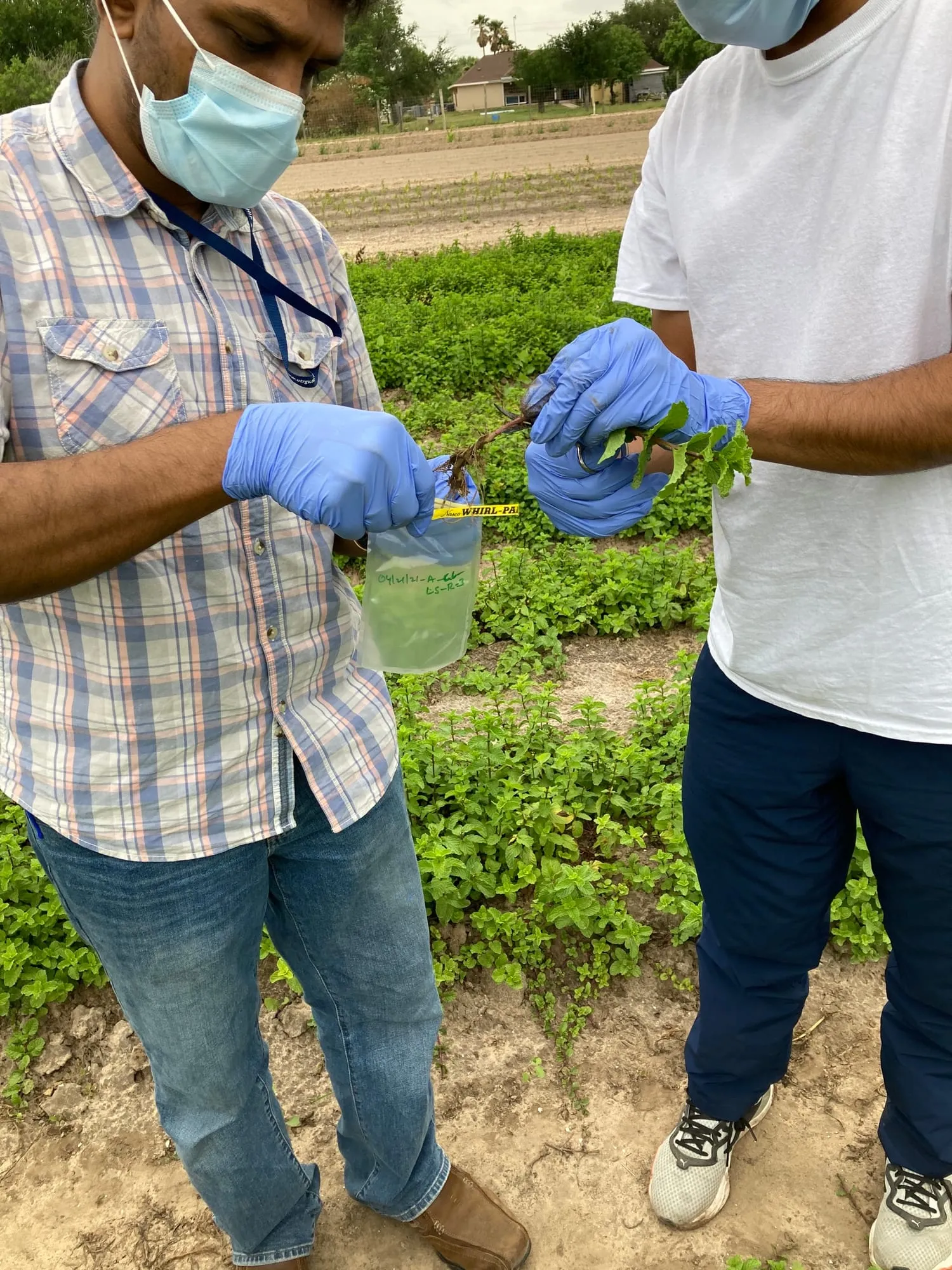 Researchers collecting leafy green samples in the field