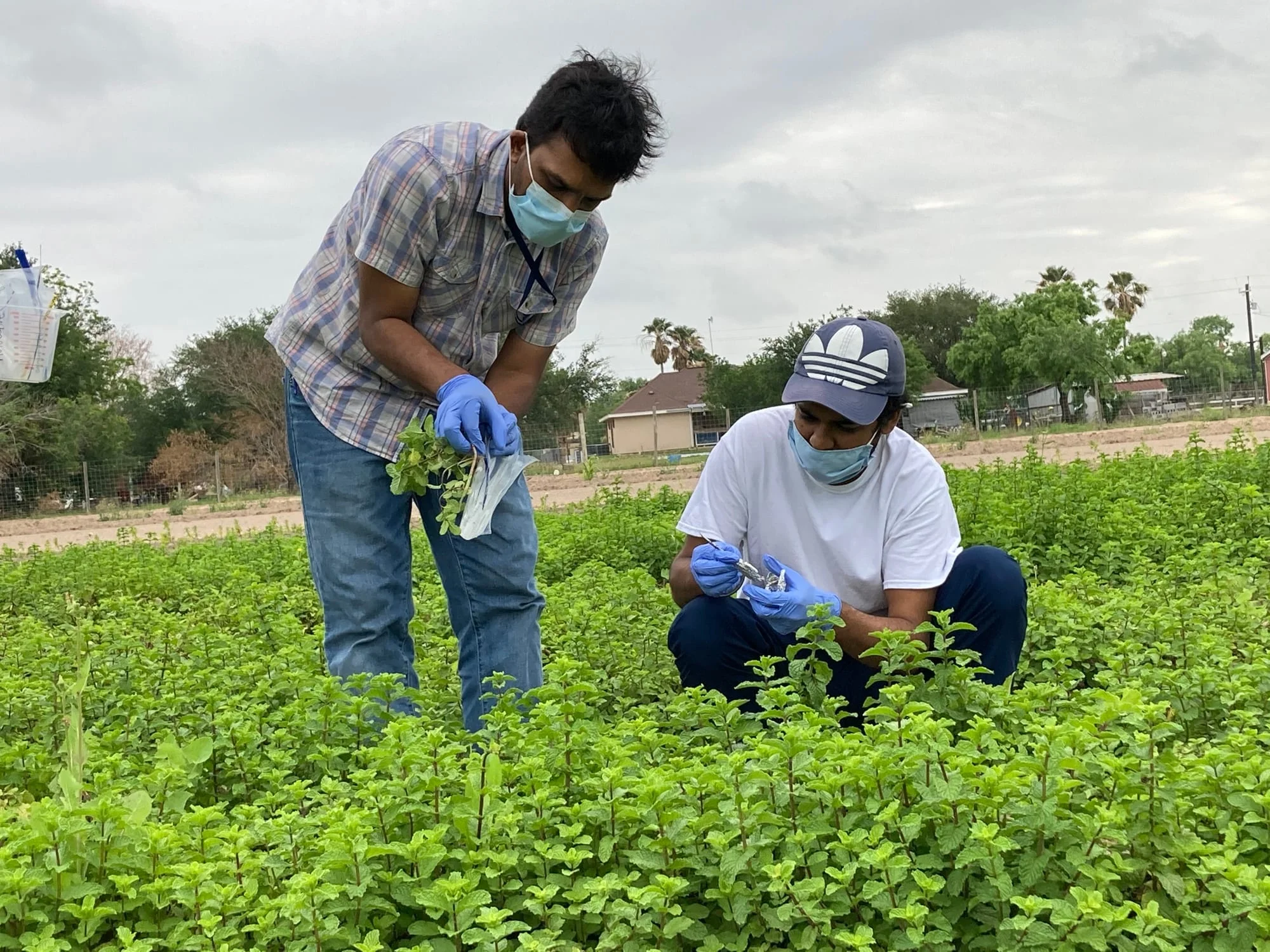 Researchers collecting produce samples in a field